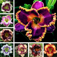 Load image into Gallery viewer, 100Pcs Hybrid Daylily Lily Flower Multi-Color Mixed home garden free shipping
