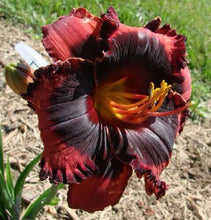 Load image into Gallery viewer, 100Pcs Hybrid Daylily Lily Flower Multi-Color Mixed home garden free shipping