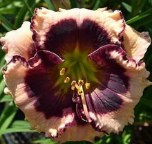 Load image into Gallery viewer, 100Pcs Hybrid Daylily Lily Flower Multi-Color Mixed home garden free shipping