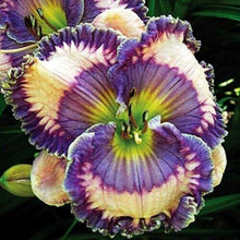 Load image into Gallery viewer, 100Pcs Hybrid Daylily Lily Flower Multi-Color Mixed home garden free shipping