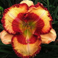 Load image into Gallery viewer, 100Pcs Hybrid Daylily Lily Flower Multi-Color Mixed home garden free shipping