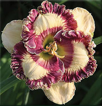 Load image into Gallery viewer, 100Pcs Hybrid Daylily Lily Flower Multi-Color Mixed home garden free shipping