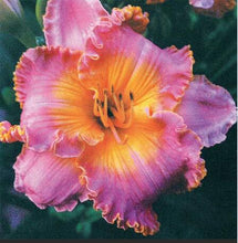 Load image into Gallery viewer, 100Pcs Hybrid Daylily Lily Flower Multi-Color Mixed home garden free shipping