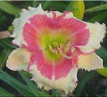 Load image into Gallery viewer, 100Pcs Hybrid Daylily Lily Flower Multi-Color Mixed home garden free shipping