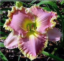 Load image into Gallery viewer, 100Pcs Hybrid Daylily Lily Flower Multi-Color Mixed home garden free shipping