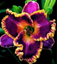 Load image into Gallery viewer, 100Pcs Hybrid Daylily Lily Flower Multi-Color Mixed home garden free shipping