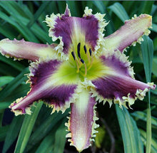 Load image into Gallery viewer, 100Pcs Hybrid Daylily Lily Flower Multi-Color Mixed home garden free shipping