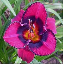 Load image into Gallery viewer, 100Pcs Hybrid Daylily Lily Flower Multi-Color Mixed home garden free shipping