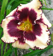 Load image into Gallery viewer, 100Pcs Hybrid Daylily Lily Flower Multi-Color Mixed home garden free shipping