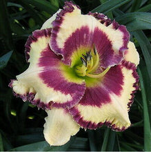 Load image into Gallery viewer, 100Pcs Hybrid Daylily Lily Flower Multi-Color Mixed home garden free shipping