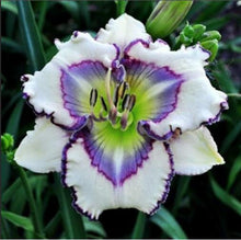 Load image into Gallery viewer, 100Pcs Hybrid Daylily Lily Flower Multi-Color Mixed home garden free shipping