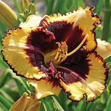 Load image into Gallery viewer, 100Pcs Hybrid Daylily Lily Flower Multi-Color Mixed home garden free shipping