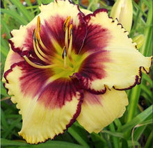 Load image into Gallery viewer, 100Pcs Hybrid Daylily Lily Flower Multi-Color Mixed home garden free shipping