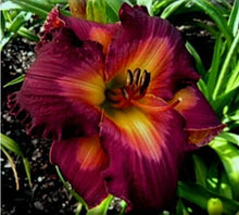Load image into Gallery viewer, 100Pcs Hybrid Daylily Lily Flower Multi-Color Mixed home garden free shipping