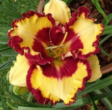 Load image into Gallery viewer, 100Pcs Hybrid Daylily Lily Flower Multi-Color Mixed home garden free shipping