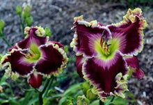 Load image into Gallery viewer, 100Pcs Hybrid Daylily Lily Flower Multi-Color Mixed home garden free shipping
