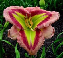 Load image into Gallery viewer, 100Pcs Hybrid Daylily Lily Flower Multi-Color Mixed home garden free shipping