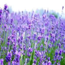 Load image into Gallery viewer, Flowers Easy Planting Balcony Home Garden Horticultural