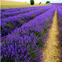 Load image into Gallery viewer, Flowers Easy Planting Balcony Home Garden Horticultural