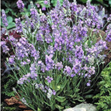 Load image into Gallery viewer, Flowers Easy Planting Balcony Home Garden Horticultural