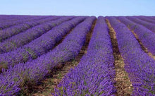 Load image into Gallery viewer, Flowers Easy Planting Balcony Home Garden Horticultural