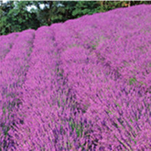 Load image into Gallery viewer, Flowers Easy Planting Balcony Home Garden Horticultural