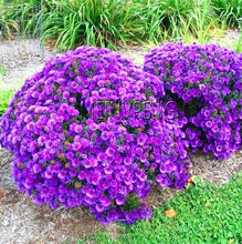 Load image into Gallery viewer, Easy to Grow flower plant for Home Garden