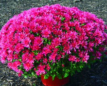 Load image into Gallery viewer, Easy to Grow flower plant for Home Garden