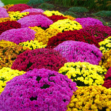 Load image into Gallery viewer, Easy to Grow flower plant for Home Garden