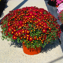 Load image into Gallery viewer, Easy to Grow flower plant for Home Garden