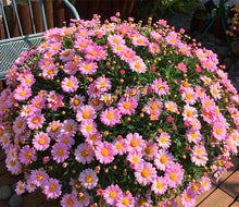 Load image into Gallery viewer, Easy to Grow flower plant for Home Garden
