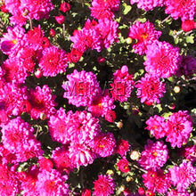 Load image into Gallery viewer, Easy to Grow flower plant for Home Garden