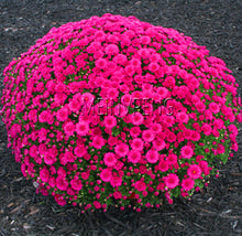 Load image into Gallery viewer, Easy to Grow flower plant for Home Garden