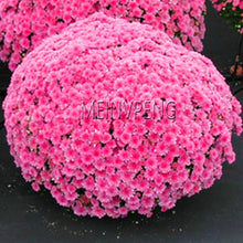 Load image into Gallery viewer, Easy to Grow flower plant for Home Garden