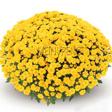 Load image into Gallery viewer, Easy to Grow flower plant for Home Garden