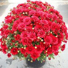 Load image into Gallery viewer, Easy to Grow flower plant for Home Garden