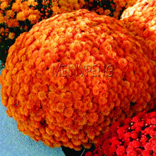 Load image into Gallery viewer, Easy to Grow flower plant for Home Garden
