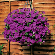 Load image into Gallery viewer, ,Very Beautiful Garden Flowers Light Up Your Garden