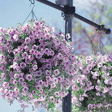 Load image into Gallery viewer, ,Very Beautiful Garden Flowers Light Up Your Garden