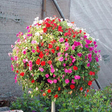 Load image into Gallery viewer, ,Very Beautiful Garden Flowers Light Up Your Garden