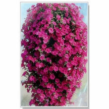 Load image into Gallery viewer, ,Very Beautiful Garden Flowers Light Up Your Garden