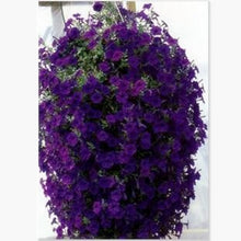 Load image into Gallery viewer, ,Very Beautiful Garden Flowers Light Up Your Garden