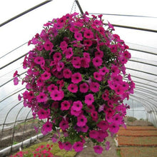 Load image into Gallery viewer, ,Very Beautiful Garden Flowers Light Up Your Garden