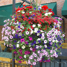 Load image into Gallery viewer, ,Very Beautiful Garden Flowers Light Up Your Garden
