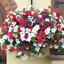 Load image into Gallery viewer, ,Very Beautiful Garden Flowers Light Up Your Garden