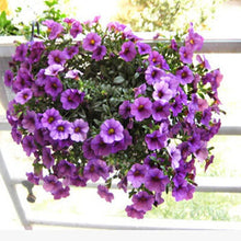 Load image into Gallery viewer, ,Very Beautiful Garden Flowers Light Up Your Garden