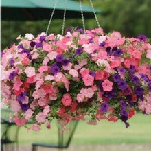 Load image into Gallery viewer, ,Very Beautiful Garden Flowers Light Up Your Garden