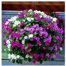 Load image into Gallery viewer, ,Very Beautiful Garden Flowers Light Up Your Garden