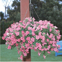 Load image into Gallery viewer, ,Very Beautiful Garden Flowers Light Up Your Garden