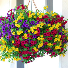 Load image into Gallery viewer, ,Very Beautiful Garden Flowers Light Up Your Garden